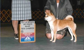 Champion Heaven's Cinnamon Cowgirl is a daughter of our Champion Cowboy, and her mother was Chicka.