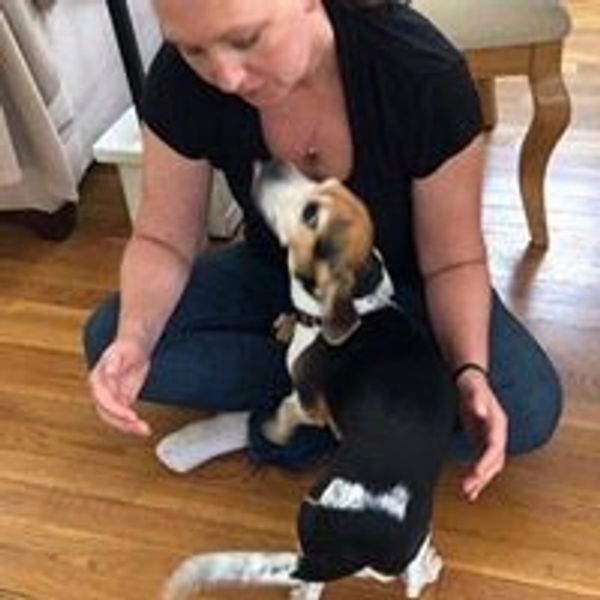 Animal Reiki for active dogs