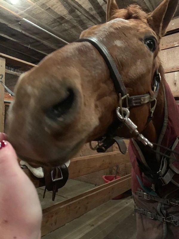 Equine Reiki