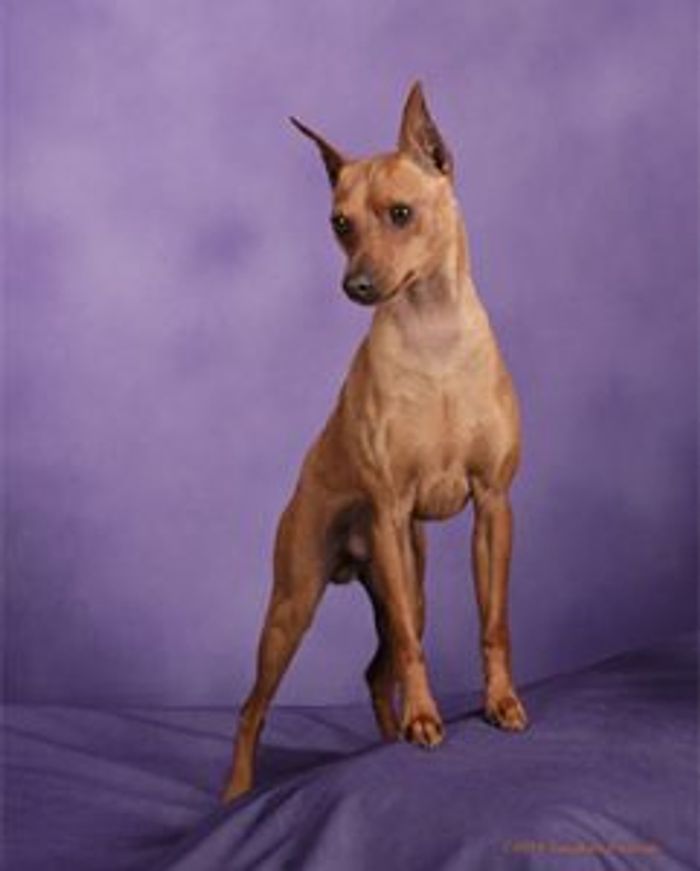 Miniature Pinscher
Puppy