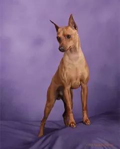 Miniature Pinscher
Puppy