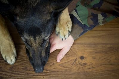 Service dogs for veterans in Washington State with PTSD.