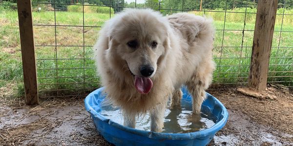 Bravo, a guardian dog,  cools his feet off in a kiddie pool
