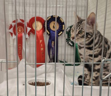 A silver tabby cat in a cage with award ribbons in the background.
