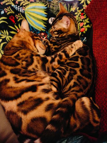 Two Bengal cats cuddling on a colorful blanket.