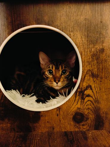 A Bengal cat with striking eyes rests inside a wooden circular cubby.