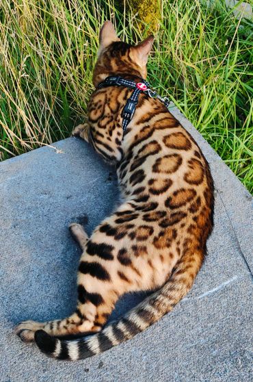 A Bengal cat with a harness lying on a concrete surface near grass.