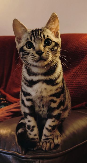 A curious tabby cat with striking stripes sits on a leather couch.