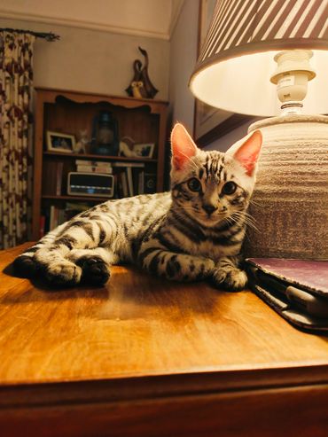 Striped kitten lounging on a wooden table near a lamp.