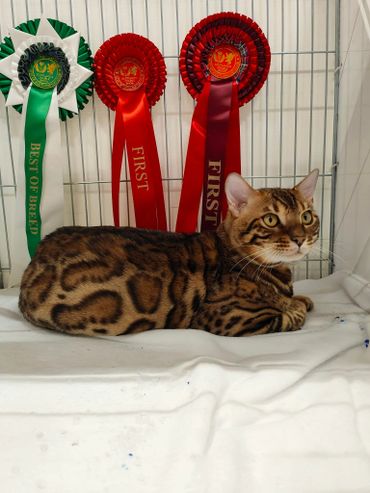 A Bengal cat with award ribbons in the background.