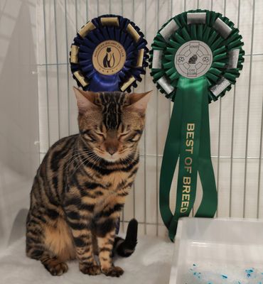 A Bengal cat sits proudly with two award ribbons behind it.