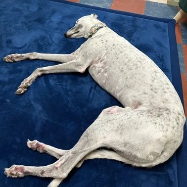 Greyhound dog lying on a mat on the floor
