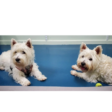 Two West Highland White Terrier dogs sitting on a floor