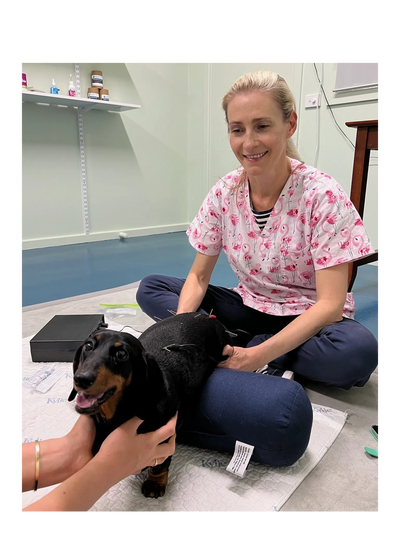 Woman sitting on the floor with a Dachshund having electroacupuncture sitting on a mat on the floor