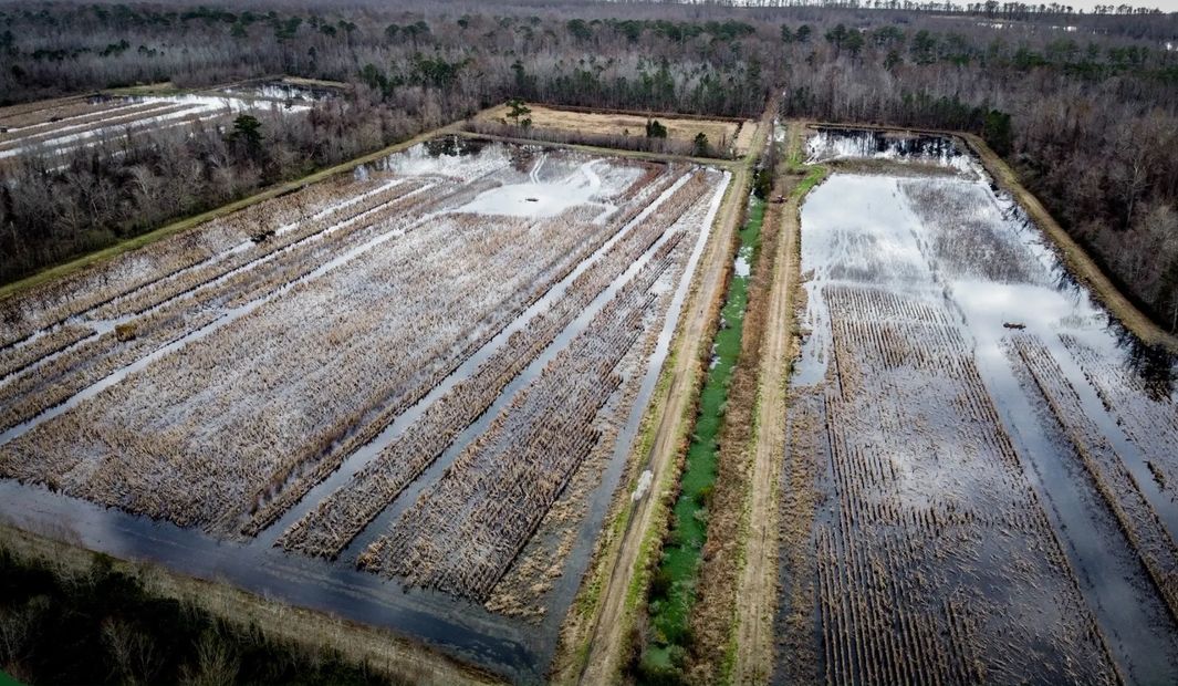 duck hunting hunt coast waterfowl lake mattamuskeet hyde pintail mallard swan lodge north carolina