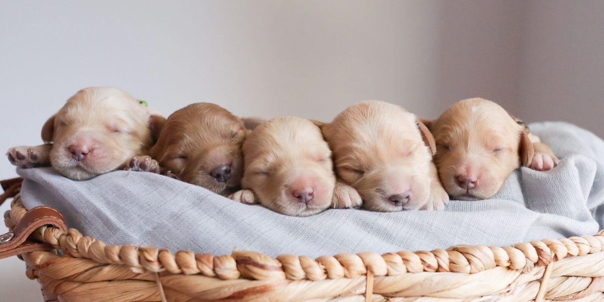 Five 1 week old labradoodle puppies in a basket