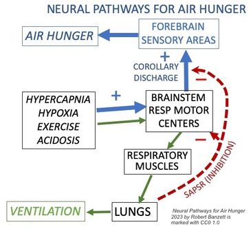 neural pathways for air hunger