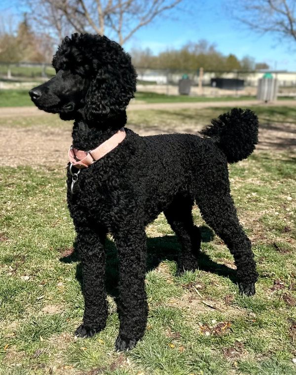 Layla, the black Moyen Poodle at her best standing in a park with grass