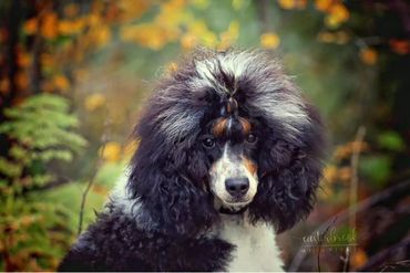 Portrait of Yukon the Poodle.