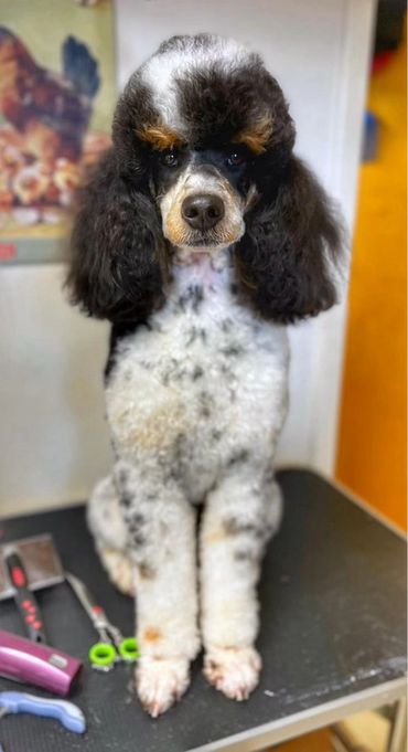 Freshly groomed Moyen Poodle, Yukon on the grooming table.