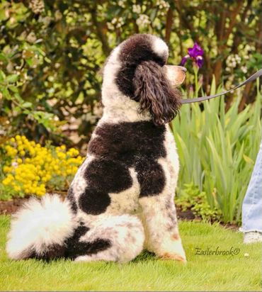 Yukon showing off his fancy coat!