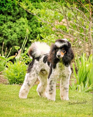 Yukon the Poodle standing on the grass near the garden