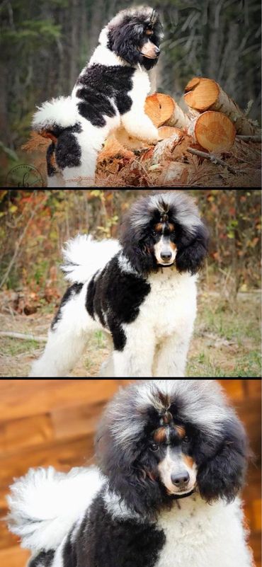 Yukon the Moyen Poodle