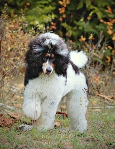 Parti colored male Moyen Poodle in the forest.