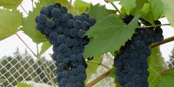 Clusters of ripe dark grapes on the vine.