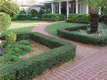 hedges