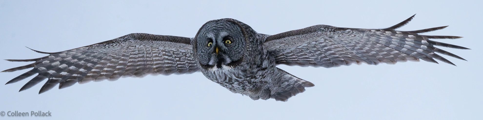 The silent glide of the Great Grey Owl.