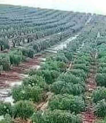 Olive groves 🫒
