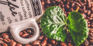 a leaf and coffee mug on the coffee beans 