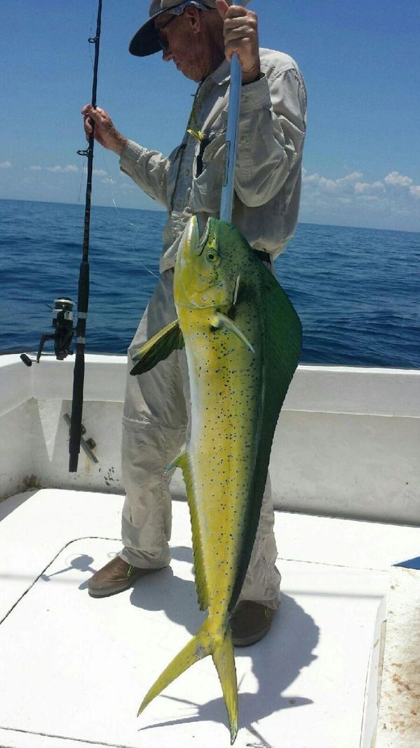 Trolling On SurfRider Charters Is A Must.
Bull Dolphin, Nice Catch