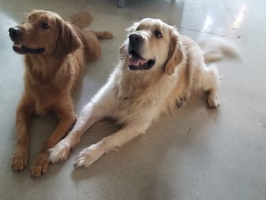 dog care dog sitting overnight care pet care dog training personalized west palm beach