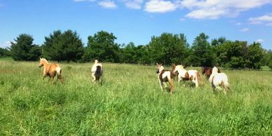 Horses running in large pasture.