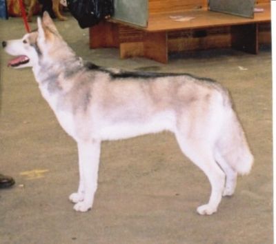 Ch Zoox Special Edition for Rajarani