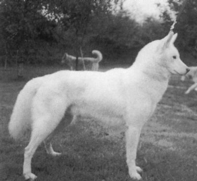 Dutch Ch Zoltan of Chenok