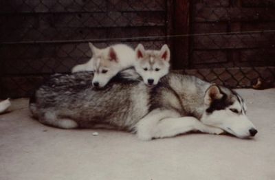 Yakkutski's Mauya (right hand pup)