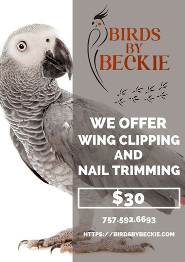 Birds By Beckie, pet birds, bird breeder, williamsburg, toano, virginia, bird food, buy pet birds