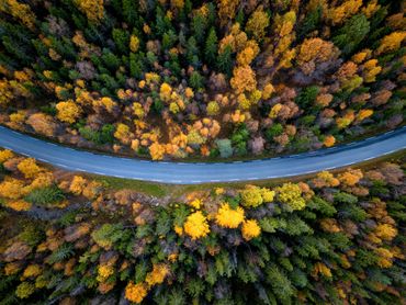 Drohnenaufnahme - Straße führt durch einen bunten herbstlichen Wald