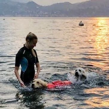 I Golden Retriever e l'attività all'aria aperta: Edo e Cèline nuotano al lago