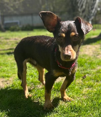 Small black and tan dog standing on grass.
