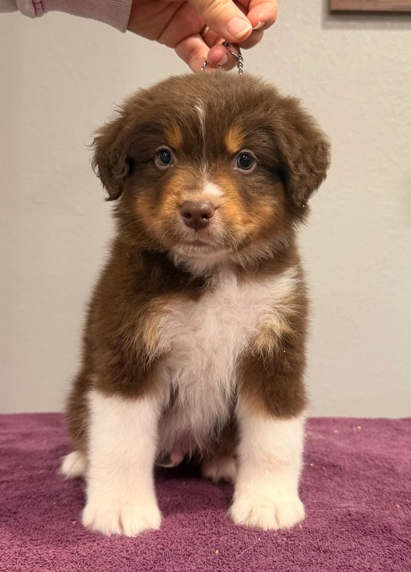 Cute brown and white puppy sitting indoors.