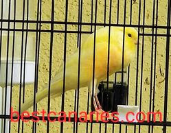 clear buff yorkshire canary
