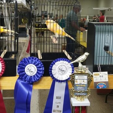 2018 clear buff cock yorkshire canary best in show at society of canary and finch breeders of michigan show