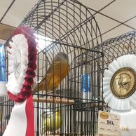 green yorkshire canary second best yorkshire at society of canary and finch breeders of michigan show