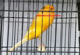 yellow yorkshire canary