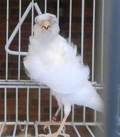 white fiorino canary