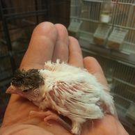 crested stafford canary